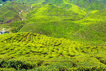 Beautiful Tea plantations - 749632814