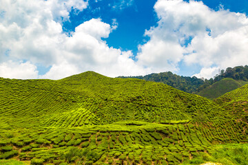 Beautiful Tea plantations - 749633017
