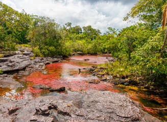 Rote Wasserpflanzen in den Cano Crystales, Kolumbien