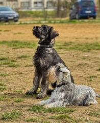 Miniature Schnauzer and Giant Schnauzer Puppy