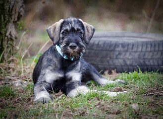 Cute Giant Schnauzer Pepper and Salt puppy