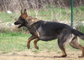 German Shepherd running in a park