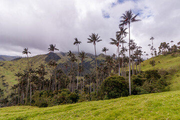 Palmen im Nebel im Tal von La Carbonera, Kolumbien
