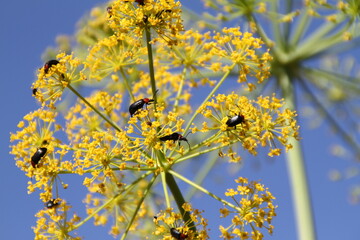 Flor con insectos