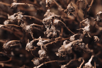 Autumn background. Closeup macro dry plant. Brown color autumn season texture. Dead plant dry leaf.