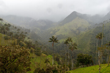 Palmen im Tal von La Carbonera, Kolumbien