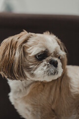 Portrait of dog shih tzu, blurred background, film warm appearance (selective focus)