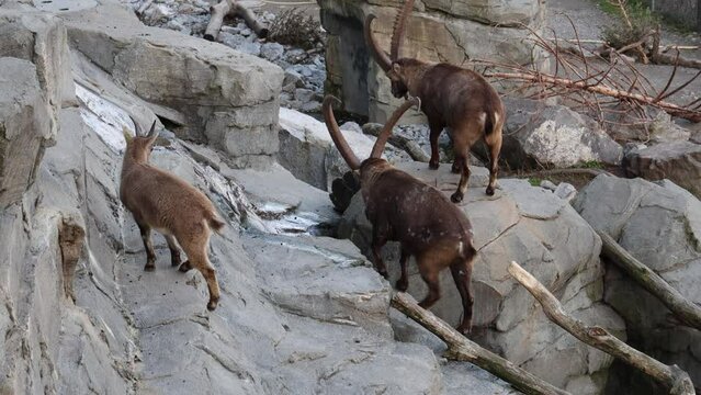 Capricorns fighting for a female, mountain landscape