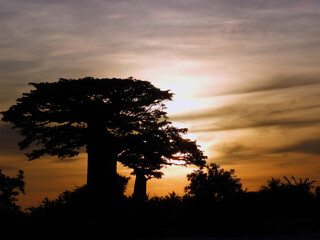 Trees Baobabs