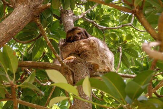Faultier in einem Baum