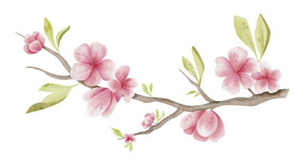 Watercolor illustration pink sakura in full bloom. Hand drawn Japanese cherry blossom branch with flowers isolated background.

