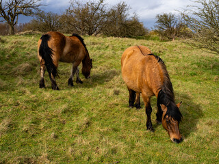 Wild white horse and brown in the field grazing. Camargue Horses standing in salt marshlands, Camargue in Lincolnshire UK. Different Breeds Of Horses In The Pasture.