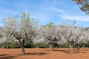 Almond trees in bloom in Mallorca. Field of almond trees at the foot of the Serra de Tramuntana mountains on the island of Mallorca (Balearic Islands, Spain).