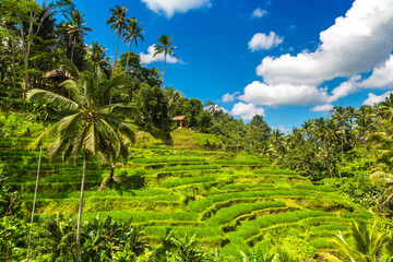 Tegallalang rice terrace on Bali - 749634281