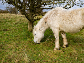Obraz premium Wild white horse and brown in the field grazing. Camargue Horses standing in salt marshlands, Camargue in Lincolnshire UK. Different Breeds Of Horses In The Pasture.