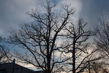 trees at sunset in the city