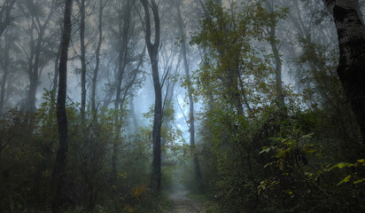 Obraz premium morning in the woods