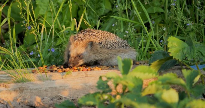 A wild hedgehog eats eorm from old boards on a summer evening in the grass