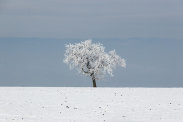 einzelner Baum in verschneiter Landschaft