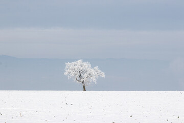 Einzelner Baum in Verschneiter Landschaft