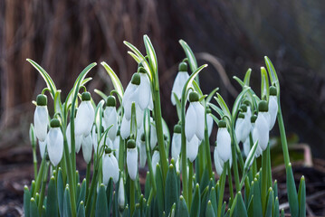 delicate white buds of snowdrops among green leaves