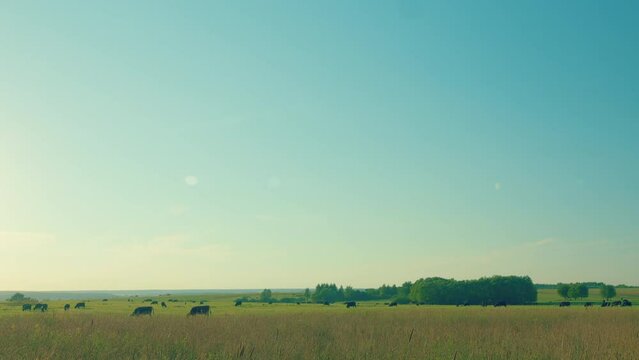 Cows Grazing In Pasture Under Big Blue Sky. Group Of Cows Grazing In Pasture.