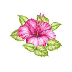 Watercolor hibiscus. Tropical floral illustration - 749637277