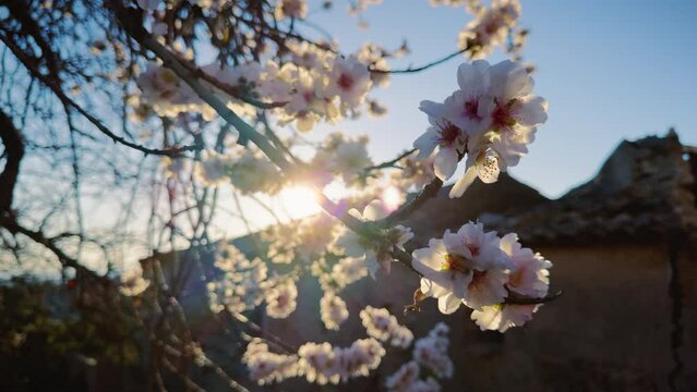 Pink Almond Flower For Spring Season In Puglia Against Sky