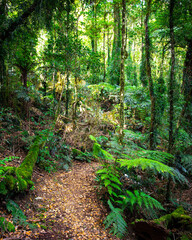 a path through gondwana rainforest - lamington national park, albert river circuit; tree ferns in...