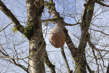 A huge wasp nest in the mountains