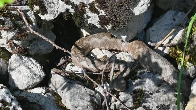 Snake camouflaged on rocks. Viper snake. Nose-horned viper is the most venomous snake in Europe. Vipera ammodytes.