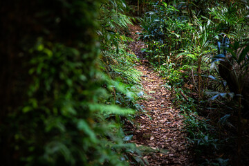 a path through gondwana rainforest - lamington national park, albert river circuit; tree ferns in dense jungle near birsbane and gold coast, australia