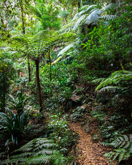 a path through gondwana rainforest - lamington national park, albert river circuit; tree ferns in...