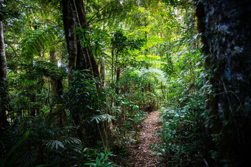 a path through gondwana rainforest - lamington national park, albert river circuit; tree ferns in...