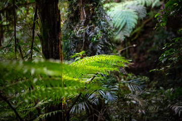 close up on unique plants in lamington national park, godwana rainforest in queensland, australia; albert river circuit trail