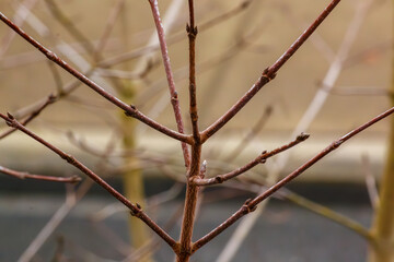 Spring leaf buds developing on a branch