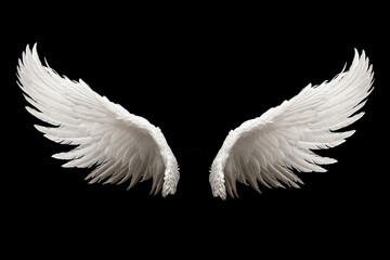 Angelic White Feathered Wings Isolated on Black