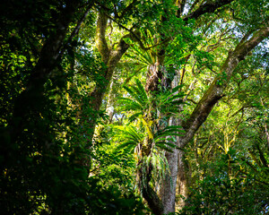 Fototapeta premium unique native vegetation in gondwana rainforest - lamington national park, albert river circuit; tree ferns in dense jungle near birsbane and gold coast, australia