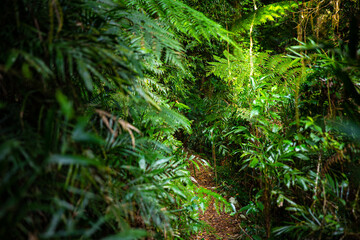 a path through dense, magic australian gondwana rainforest - lamington national park in green mountains section, albert river circuit trail in queensland, australia