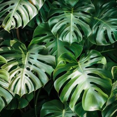 Monstera Philodendron leaves 