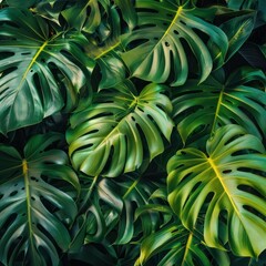Monstera Philodendron leaves 