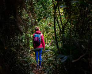hiker girl with backpack walking through unique dense tropical rainforest in australia, albert...