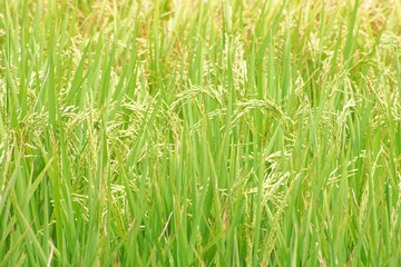 Fototapeta na wymiar Rice crop in Brazil