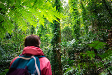 hiker girl with backpack walking through unique dense tropical rainforest in australia, albert...