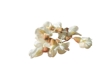 rose petals on white transparant background