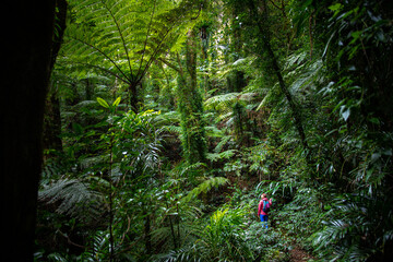woman in a colorful clothes walking through the australian rainforest - lamington national park,...