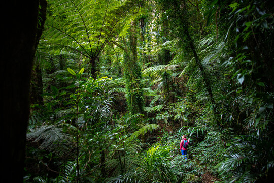 woman in a colorful clothes walking through the australian rainforest - lamington national park, albert river circuit; gondwana rainforest in queensland