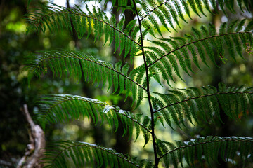 close up on unique plants in lamington national park, godwana rainforest in queensland, australia;...