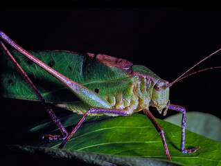 Tropical Bush Cricket (Tettigonia spec.) in Rain Forest on Borneo