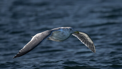 Seagull Sailing over the Puget Sound